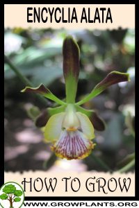 How to grow Encyclia alata