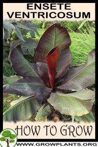 How to grow Ensete ventricosum