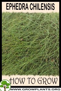 How to grow Ephedra chilensis