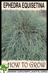 How to grow Ephedra equisetina