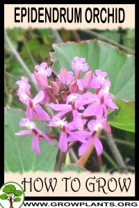 How to grow Epidendrum