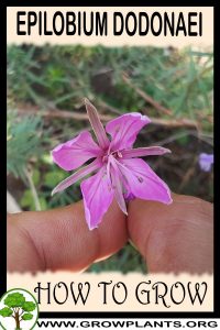 How to grow Epilobium dodonaei