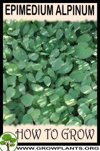 How to grow Epimedium alpinum