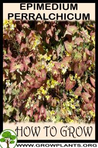 How to grow Epimedium perralchicum
