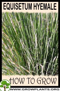 How to grow Equisetum hyemale