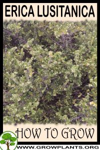 How to grow Erica lusitanica