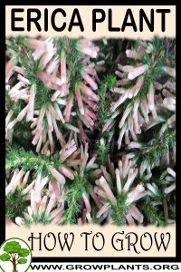 How to grow Erica plant