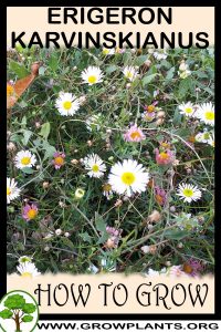 How to grow Erigeron karvinskianus