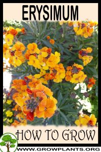How to grow Erysimum