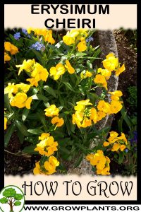 How to grow Erysimum cheiri