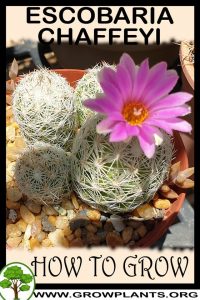 How to grow Escobaria chaffeyi