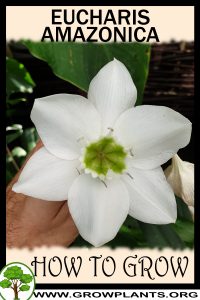 How to grow Eucharis amazonica
