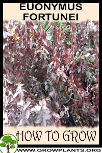 How to grow Euonymus fortunei