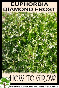 How to grow Euphorbia Diamond Frost