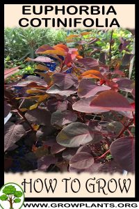 How to grow Euphorbia cotinifolia