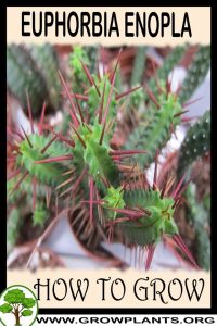How to grow Euphorbia enopla