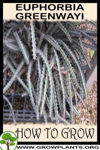 How to grow Euphorbia greenwayi