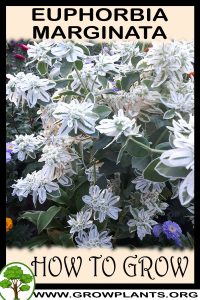 How to grow Euphorbia marginata