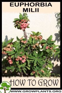 How to grow Euphorbia milii