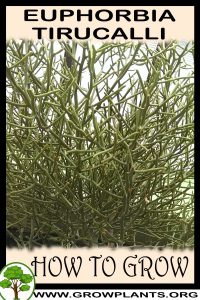How to grow Euphorbia tirucalli