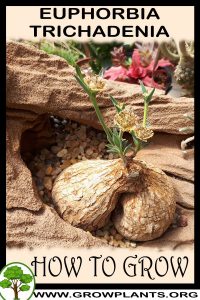 How to grow Euphorbia trichadenia