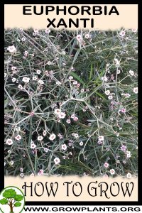 How to grow Euphorbia xanti