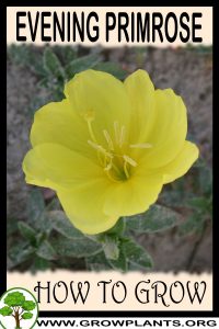 How to grow Evening primrose