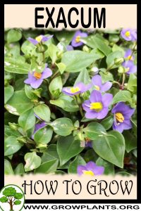 How to grow Exacum