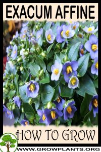 How to grow Exacum affine