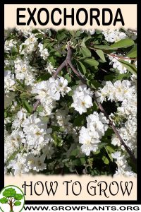 How to grow Exochorda