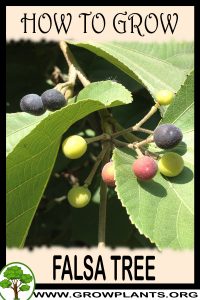 How to grow Falsa tree