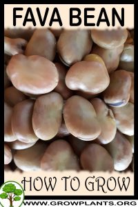 How to grow Fava bean