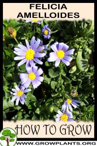 How to grow Felicia amelloides