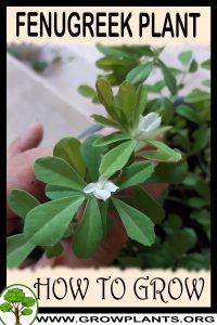 How to grow Fenugreek plant