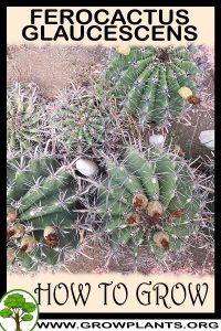 How to grow Ferocactus glaucescens