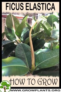 How to grow Ficus elastica
