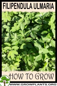 How to grow Filipendula ulmaria