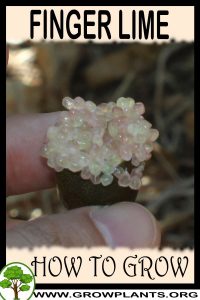 How to grow Finger Lime