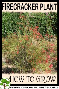 How to grow Firecracker plant