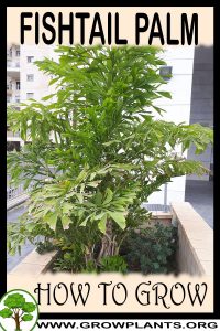 How to grow Fishtail palm