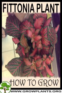 How to grow Fittonia