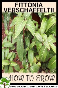 How to grow Fittonia verschaffeltii