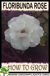 How to grow Floribunda rose