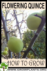 How to grow Flowering quince