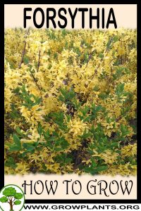How to grow Forsythia