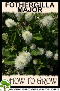 How to grow Fothergilla major