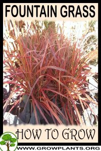 How to grow Fountain grass