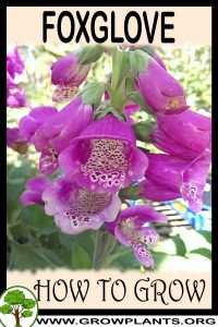 How to grow Foxglove