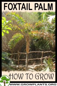 How to grow Foxtail palm