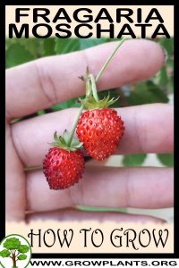 How to grow Fragaria moschata